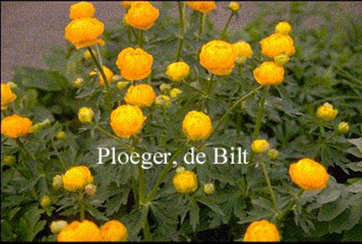 Trollius ‚Prichard’s Giant‘