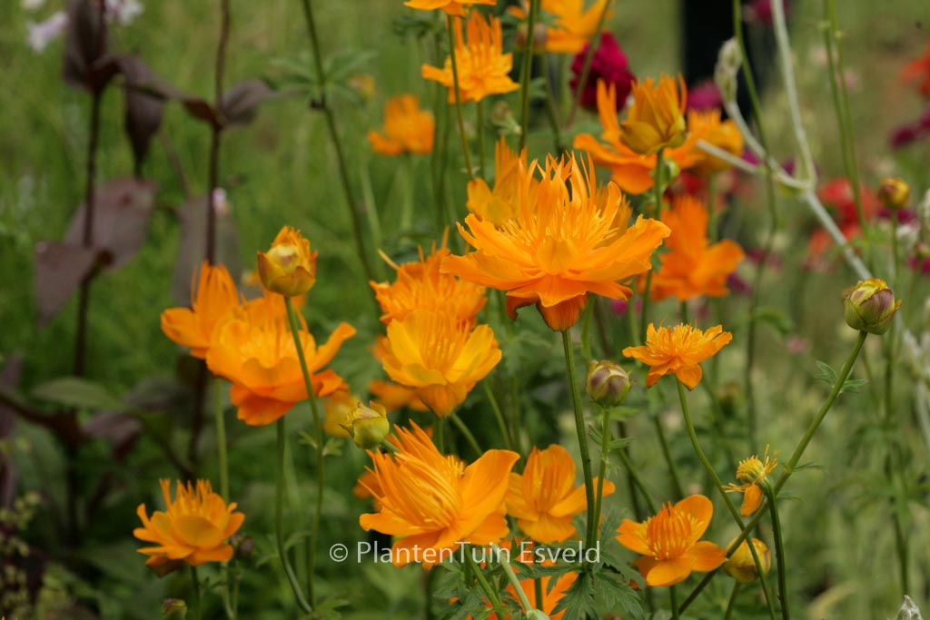 Trollius chinensis ‚Golden Queen‘