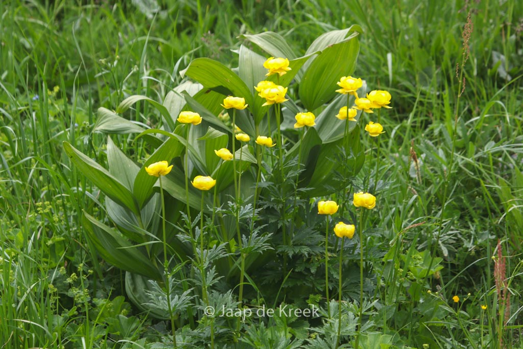 Trollius europaeus