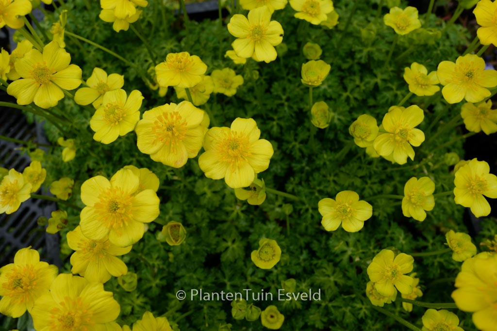 Trollius pumilus