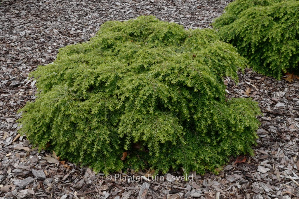 Tsuga canadensis ‚Jeddeloh‘