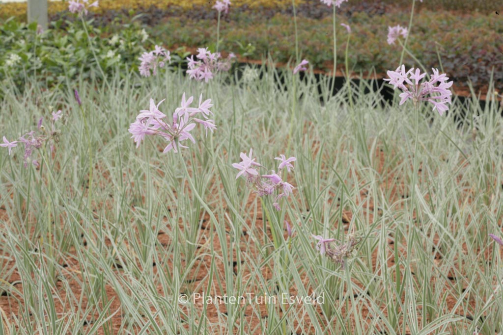 Tulbaghia violacea ‚Variegata‘ (SILVER LACE)