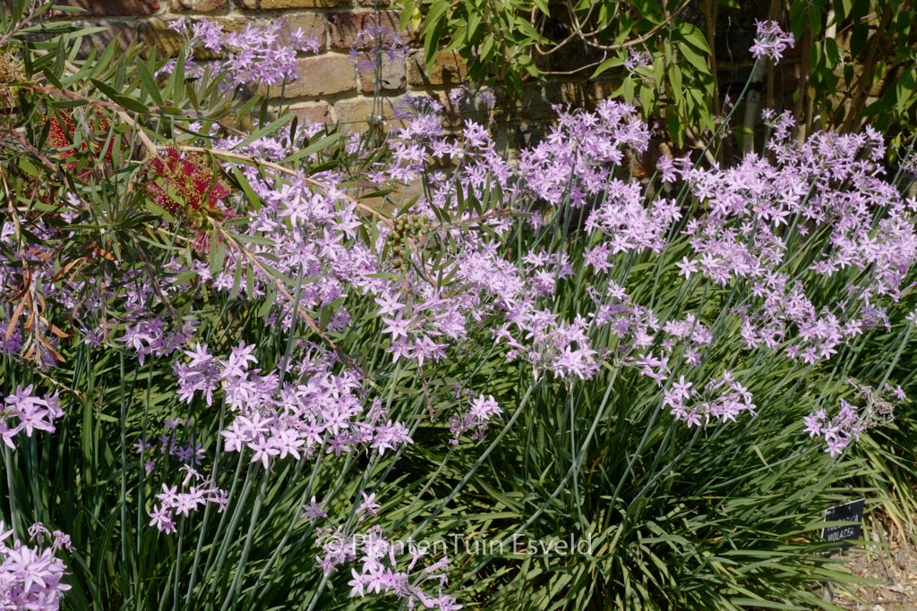 Tulbaghia violacea