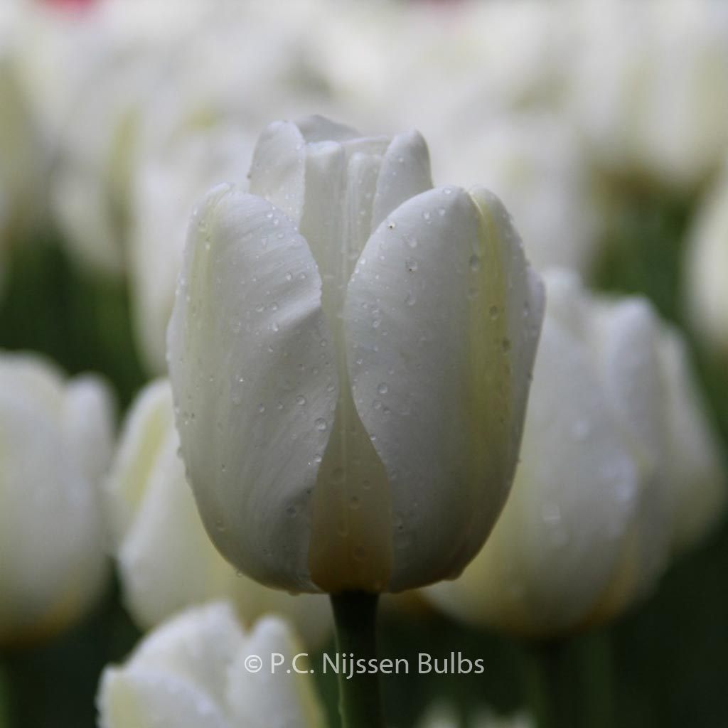 Tulipa ‚Angel’s Wish‘
