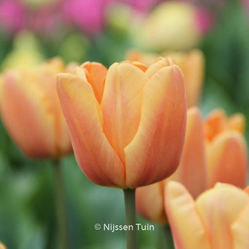 Tulipa ‚Apricot Fox‘