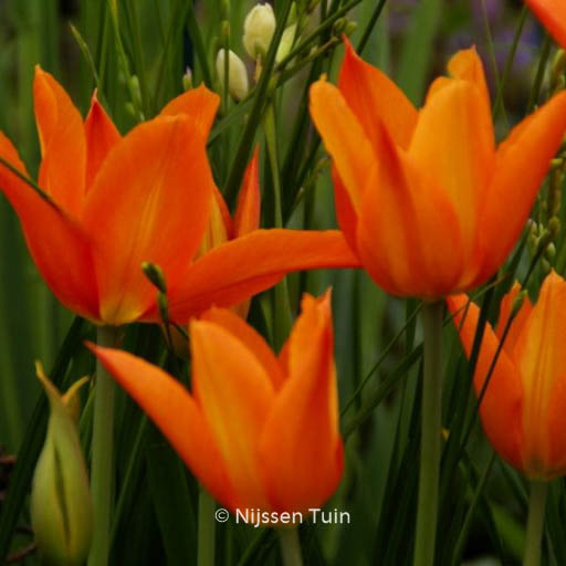 Tulipa ‚Ballerina‘