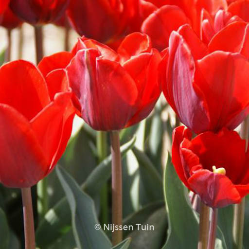 Tulipa ‚Couleur Cardinal‘