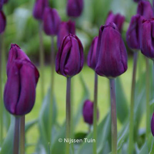 Tulipa ‚Negrita‘