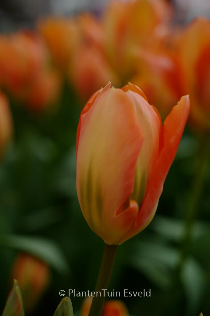 Tulipa ‚Orange Emperor‘