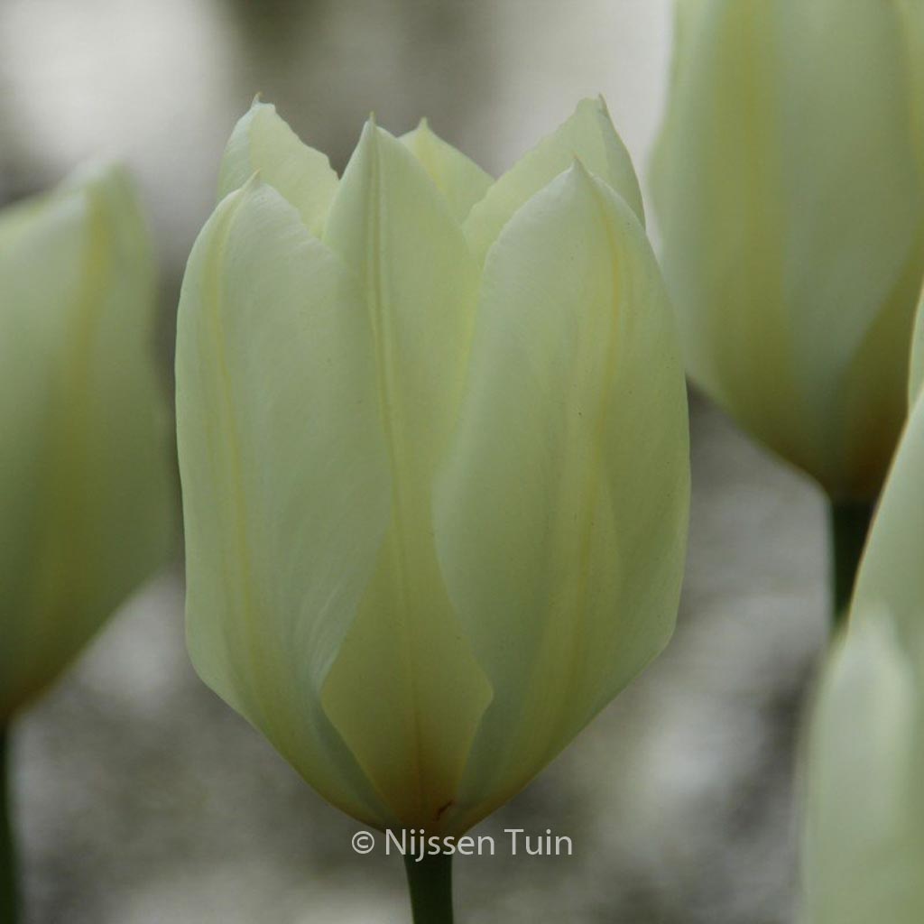 Tulipa ‚Purissima‘