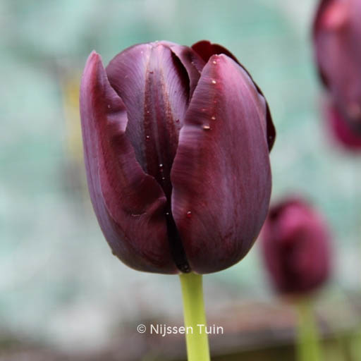 Tulipa ‚Queen of Night‘