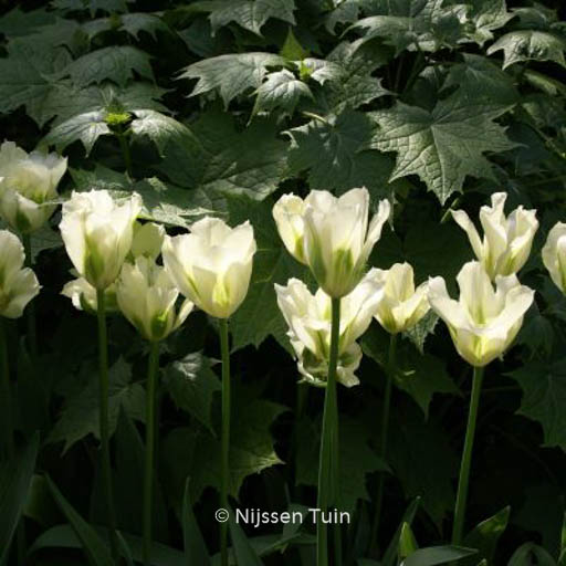 Tulipa ‚Spring Green‘