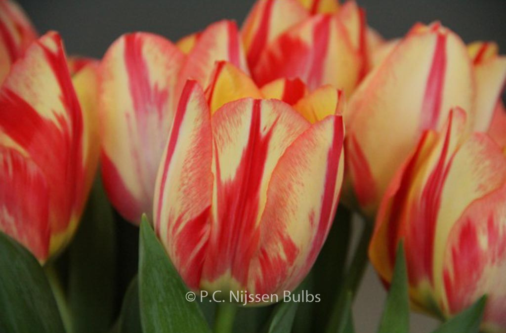 Tulipa ‚Spryng Break‘