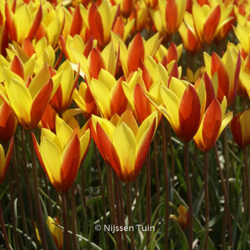 Tulipa clusiana ‚Tubergen’s Gem‘