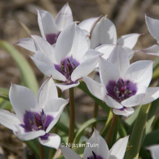 Tulipa humilis ‚Alba Caerulea Oculata‘