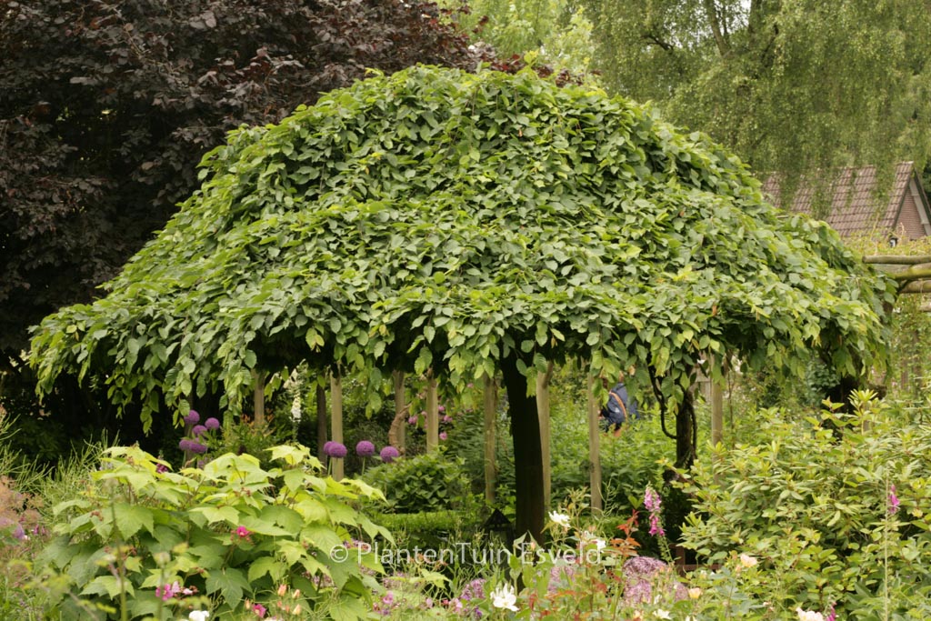 Ulmus ‚Camperdownii‘