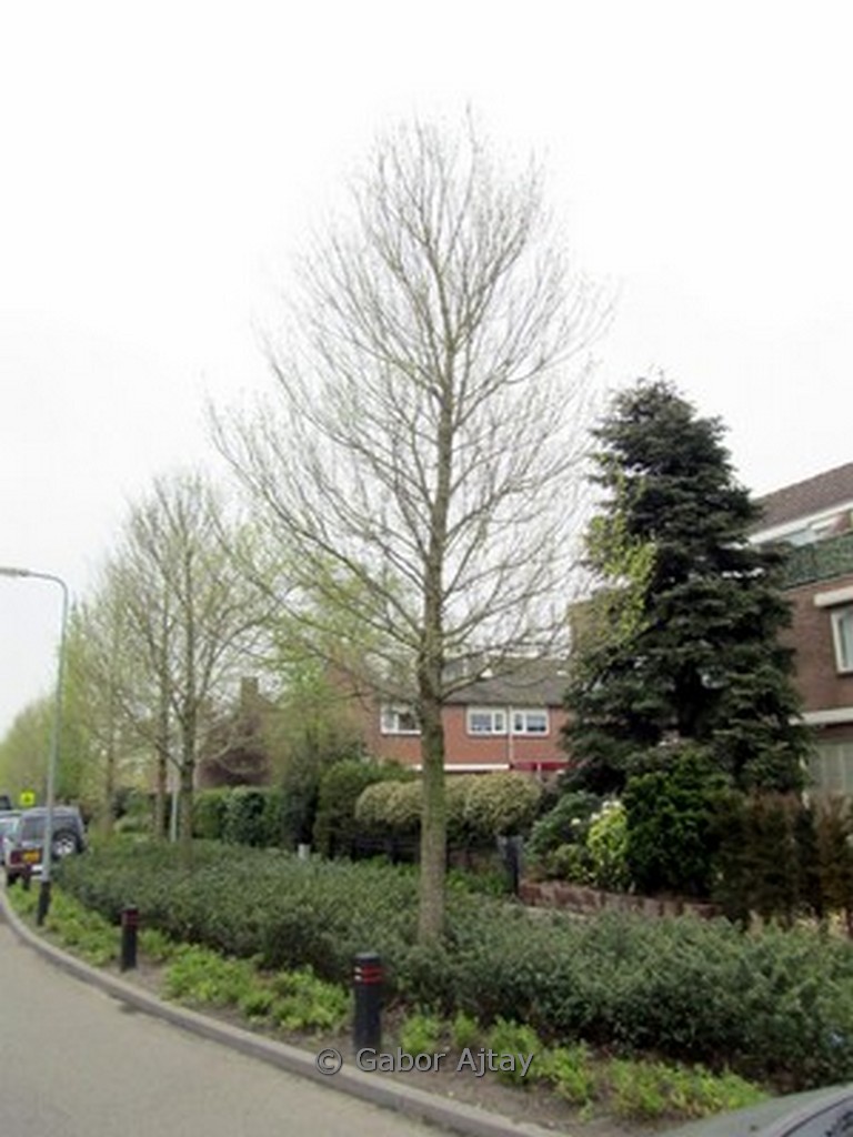 Ulmus ‚Frontier‘