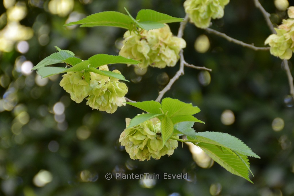Ulmus ‚Lobel‘