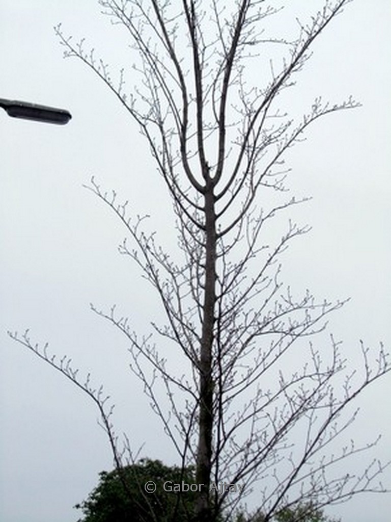 Ulmus hollandica ‚Pioneer‘