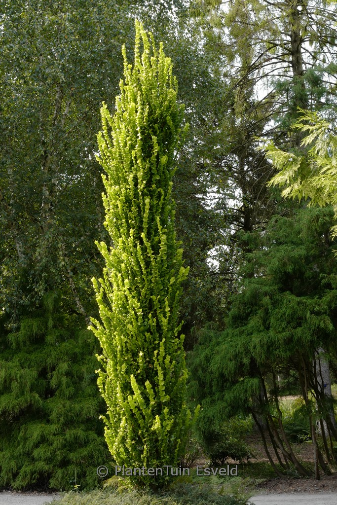 Ulmus hollandica ‚Wredei‘