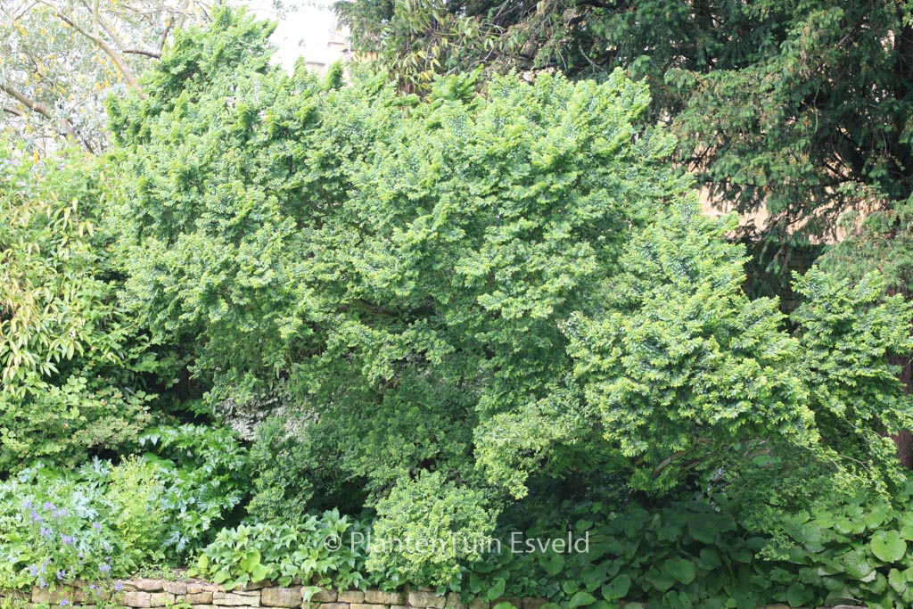 Ulmus minor ‚Jacqueline Hillier‘