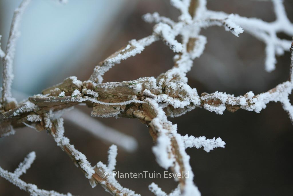 Ulmus minor var. suberosa