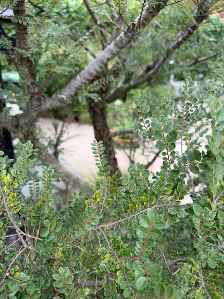 Ulmus parvifolia ‚Corticosa‘