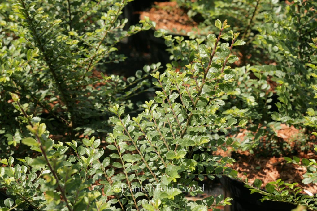 Ulmus parvifolia ‚Sagei‘
