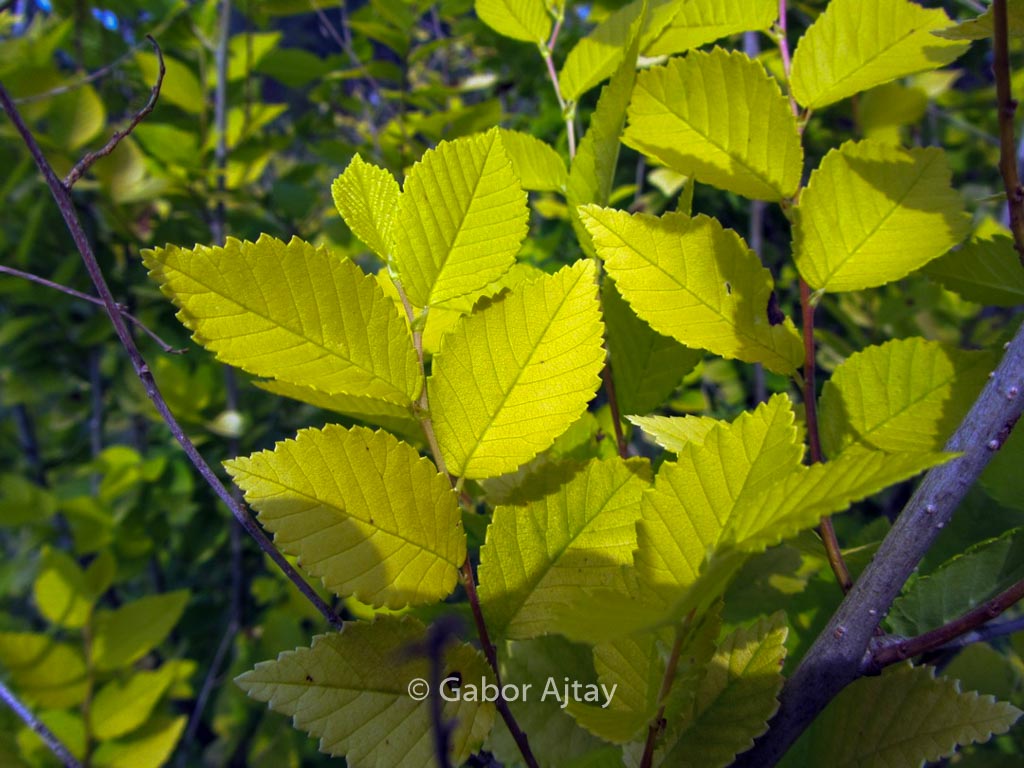Ulmus pumila ‚Aurea‘ (BEIJING GOLD)
