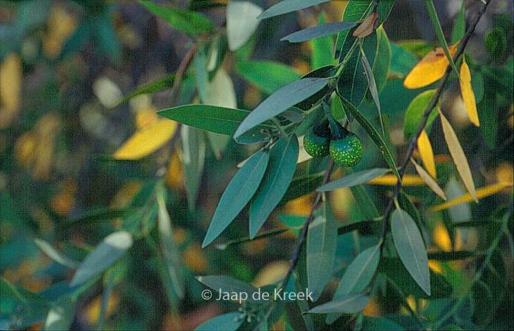 Umbellularia californica