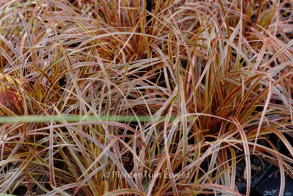 Uncinia rubra ‚Everflame‘