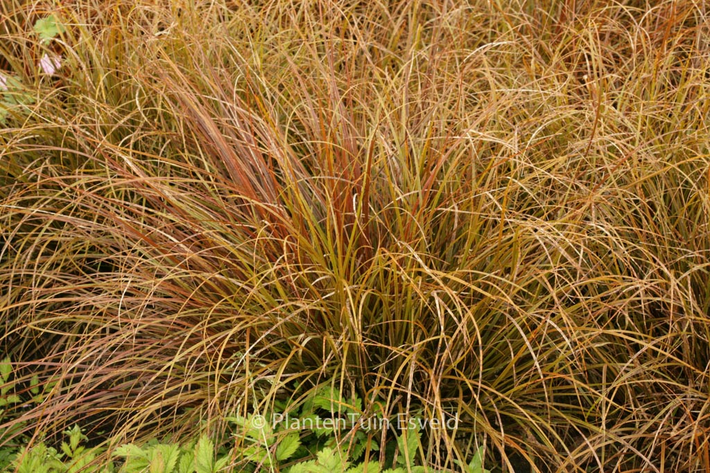 Uncinia uncinata ‚Rubra‘