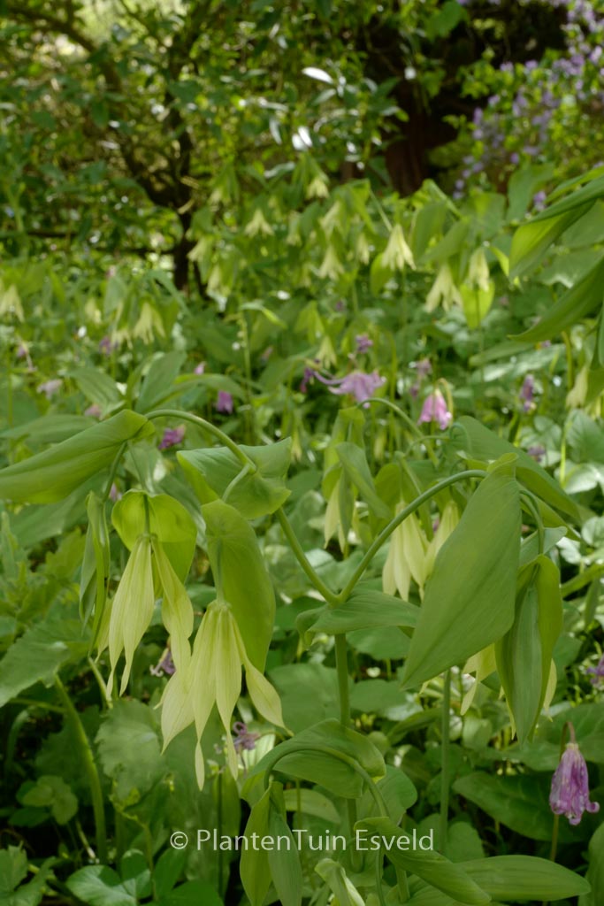 Uvularia grandiflora ‚Pallida‘