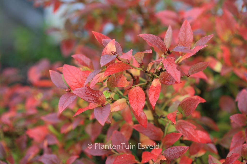 Vaccinium angustifolium ‚Tophat‘