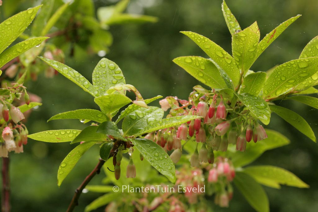 Vaccinium arctostaphylos