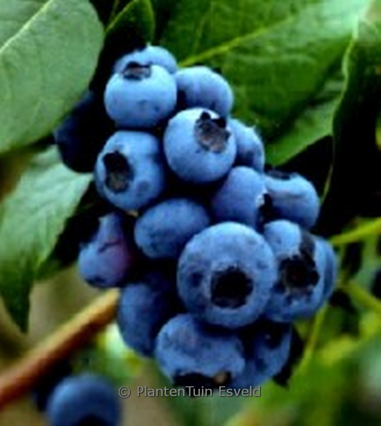 Vaccinium corymbosum ‚Bluejay‘
