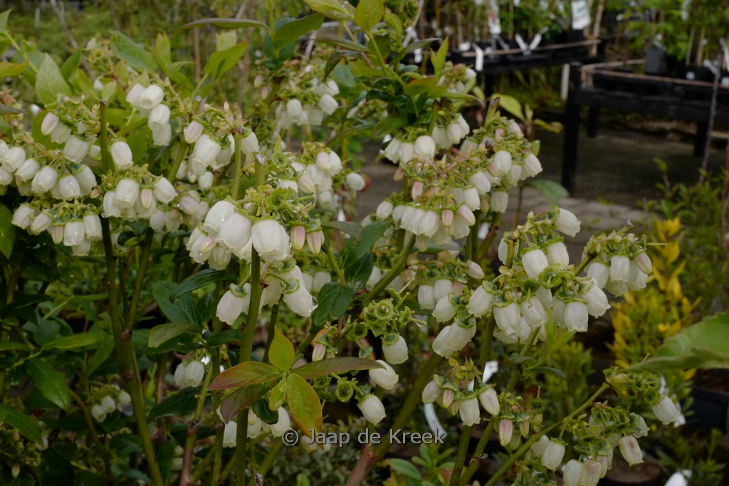 Vaccinium corymbosum ‚Duke‘