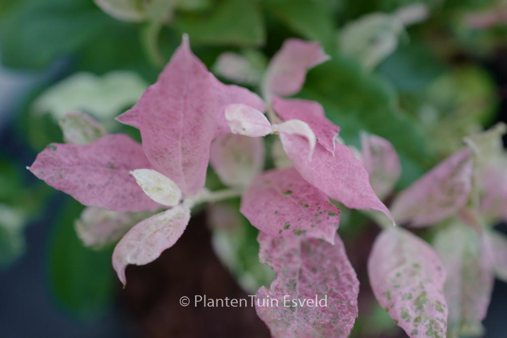Vaccinium corymbosum ‚Hoogi045‘ (FLAMINGO)