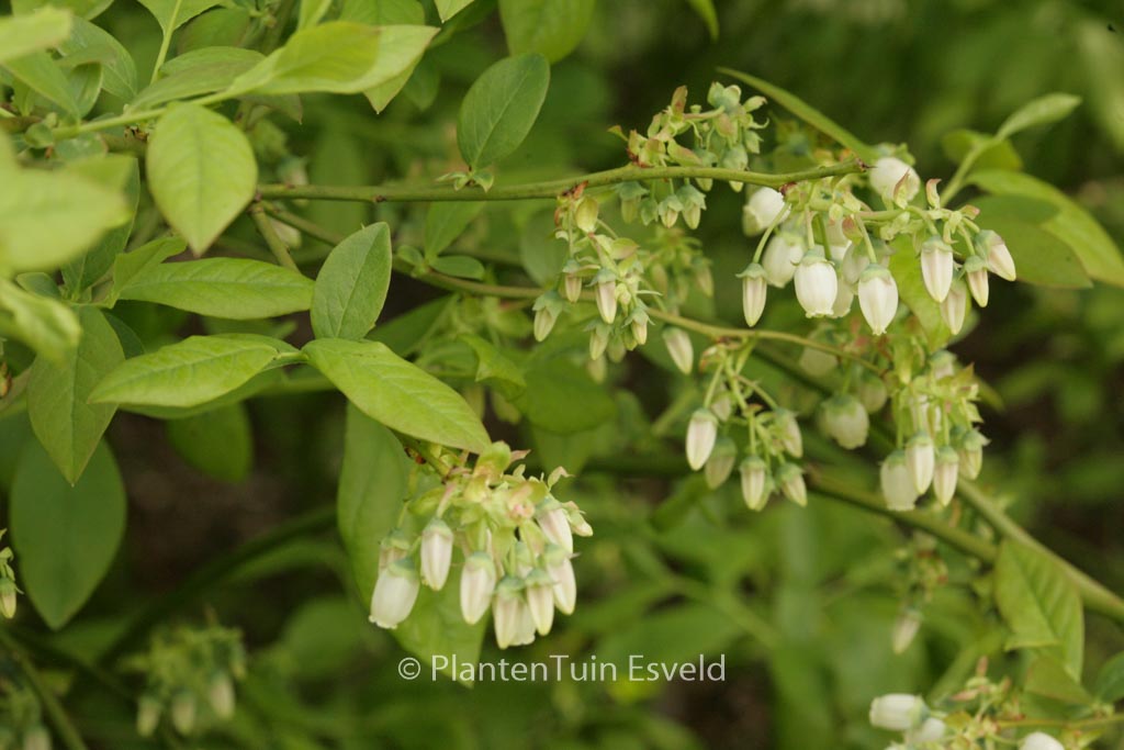 Vaccinium corymbosum ‚Jersey‘