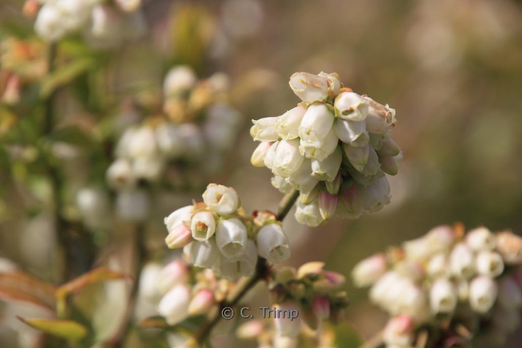 Vaccinium corymbosum ‚Northland‘