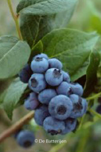 Vaccinium corymbosum ‚Patriot‘