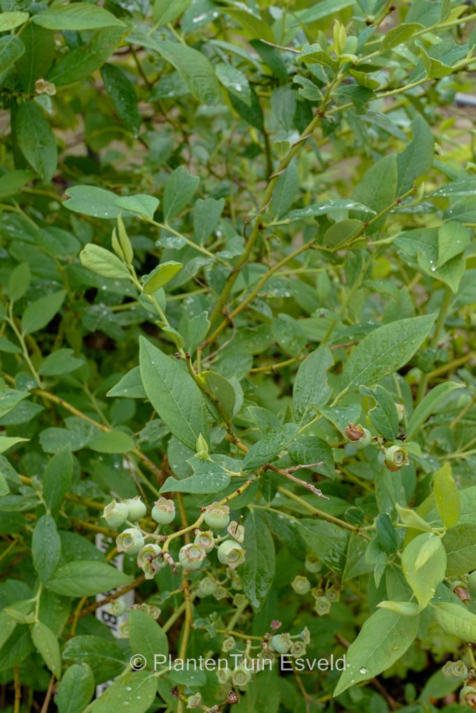 Vaccinium corymbosum ‚TH-682‘ (BLUE SUEDE)