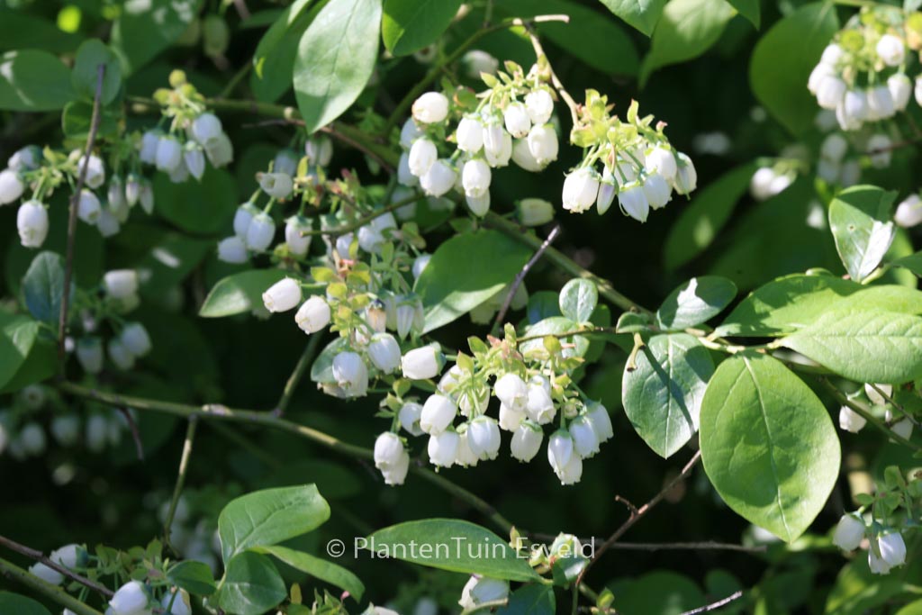 Vaccinium corymbosum