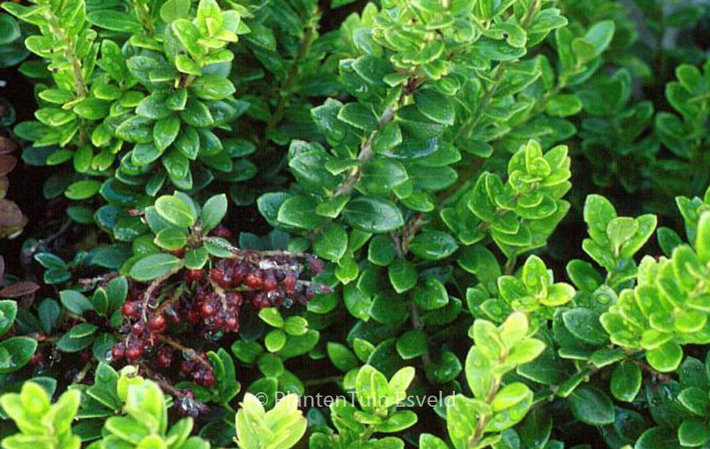 Vaccinium dendrocharis