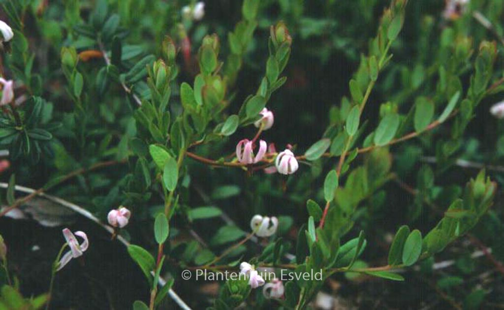 Vaccinium macrocarpon ‚Early Black‘