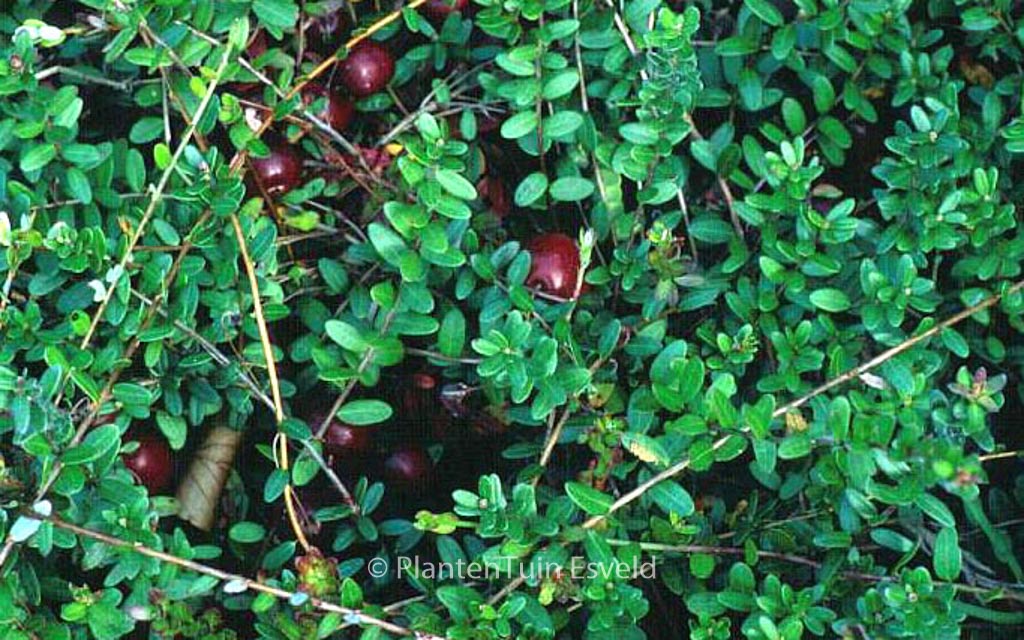 Vaccinium macrocarpon ‚Pilgrim‘