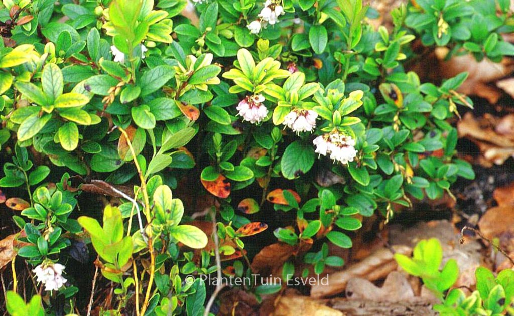 Vaccinium vitis-idaea ‚Koralle‘