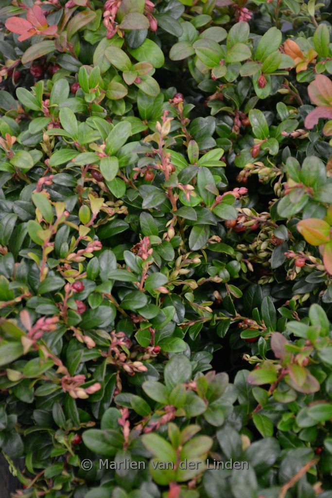 Vaccinium vitis-idaea ‚Lirome‘ (FIREBALLS)