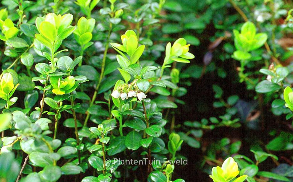 Vaccinium vitis-idaea ‚Red Pearl‘