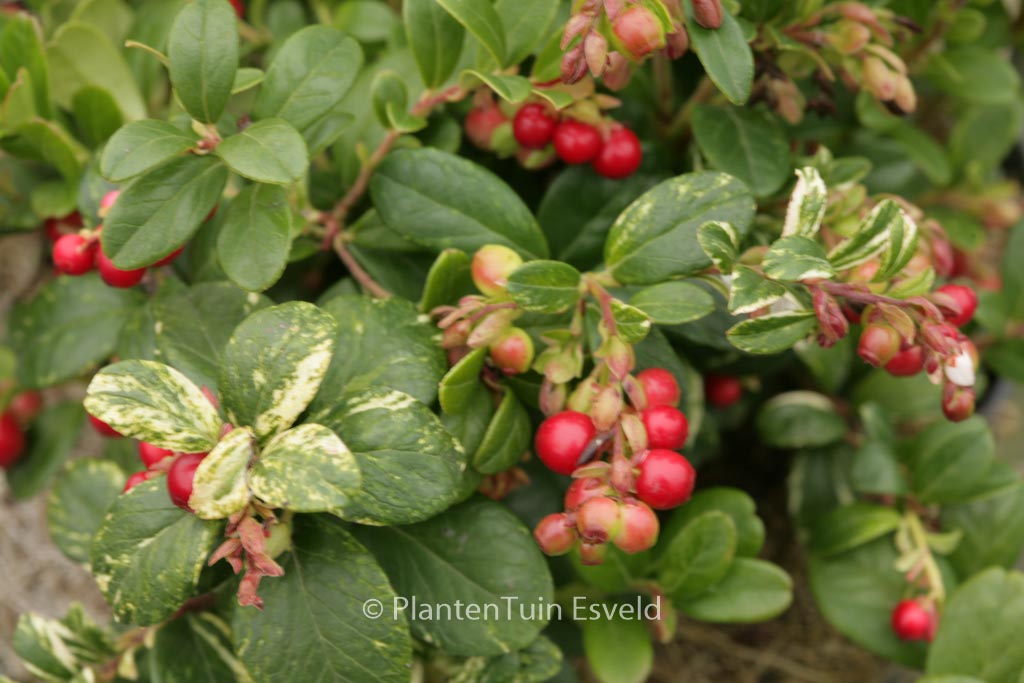 Vaccinium vitis-idaea ‚Silver Spot‘